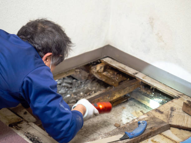 Best Affordable Mold Removal  in Shawsville, VA