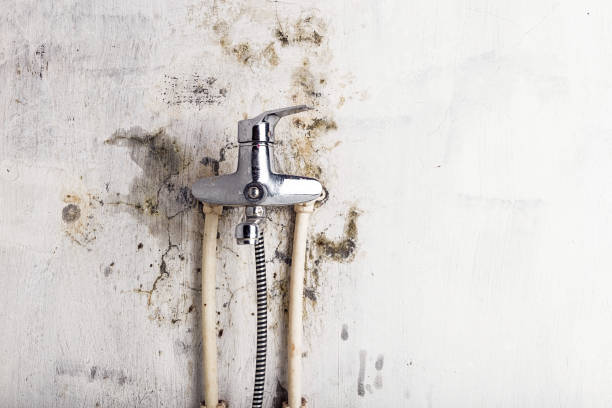 Best Emergency Mold Removal  in Shawsville, VA