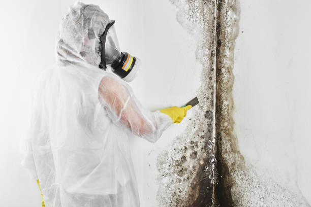 Best Mold Cleaning Services  in Shawsville, VA