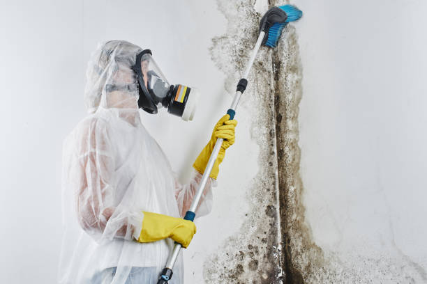 Best Black Mold Removal  in Shawsville, VA