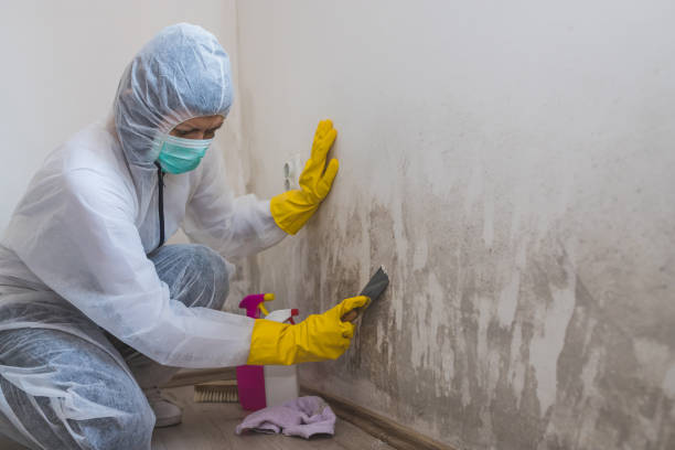 Office Mold Removal Services in Shawsville, VA