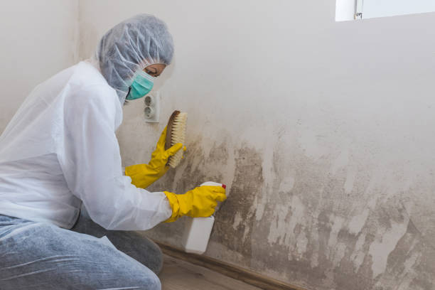 Best Attic Mold Removal  in Shawsville, VA