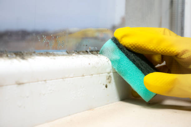 Best Fast Mold Removal  in Shawsville, VA