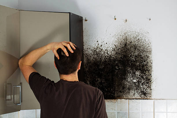 Best Mold Damage Repair  in Shawsville, VA