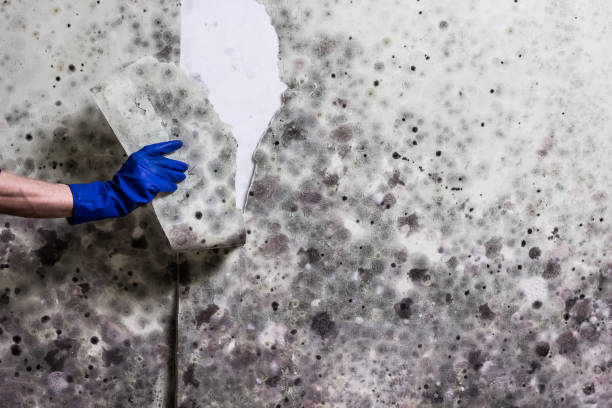 Best Mold Remediation Experts  in Shawsville, VA